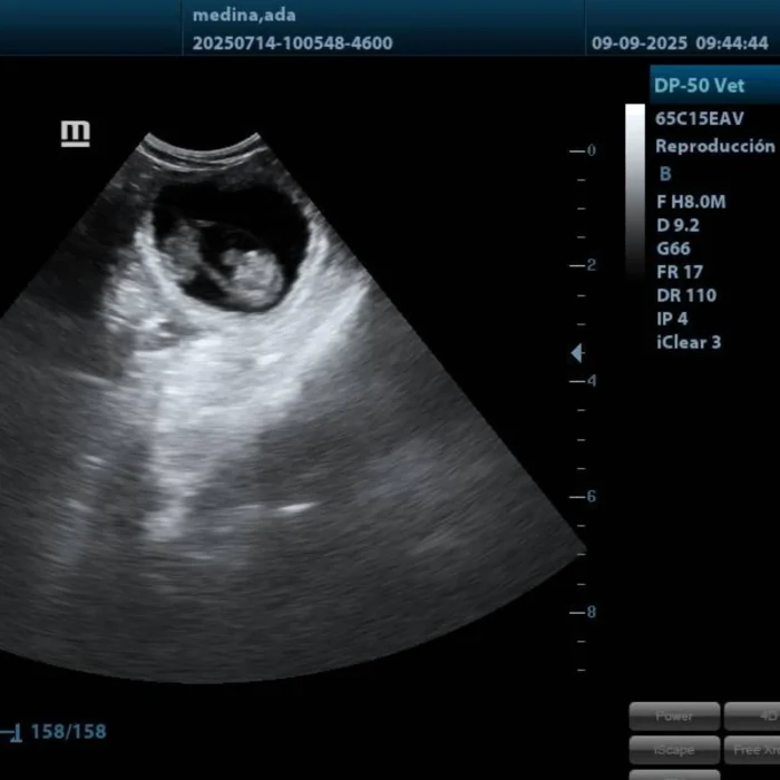 Centro veterinario en Córdoba Centro Veterinario Sphynx (1)