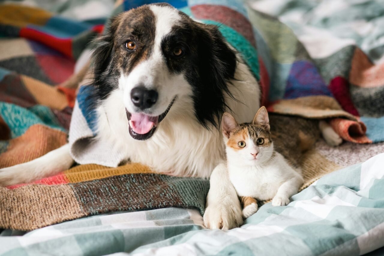cute-little-cat-and-dog-in-bed-at-home-1.jpg